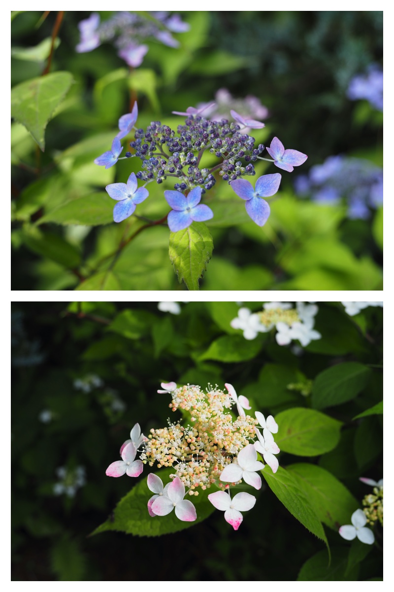 Manabe-garden_230704_7