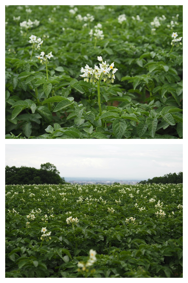 Tokachi-hills_230624_1