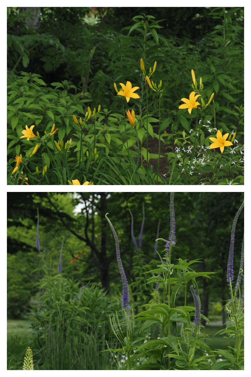 Tokachi-hills_230624_10