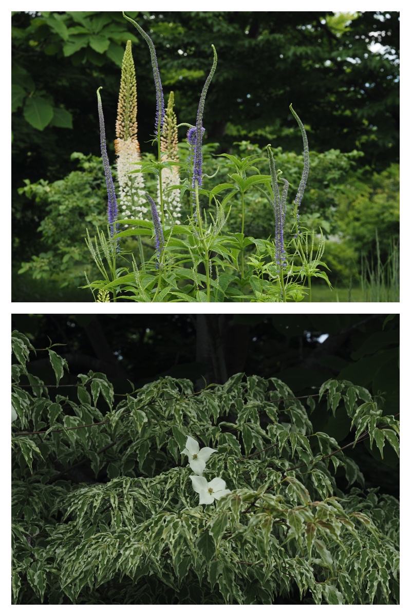 Tokachi-hills_230624_11