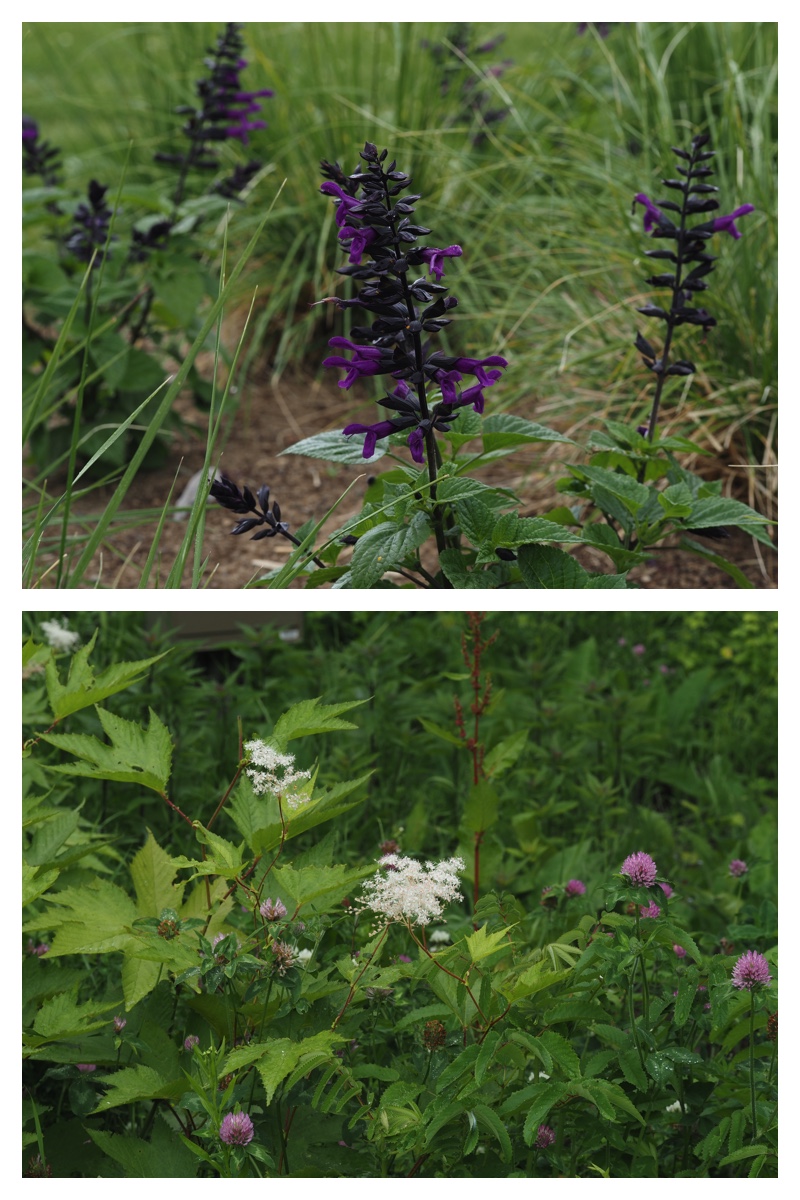 Tokachi-hills_230624_27