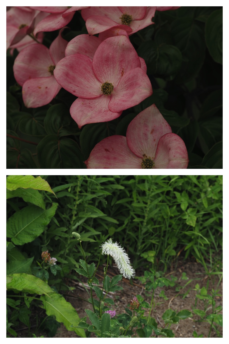 Tokachi-hills_230624_34