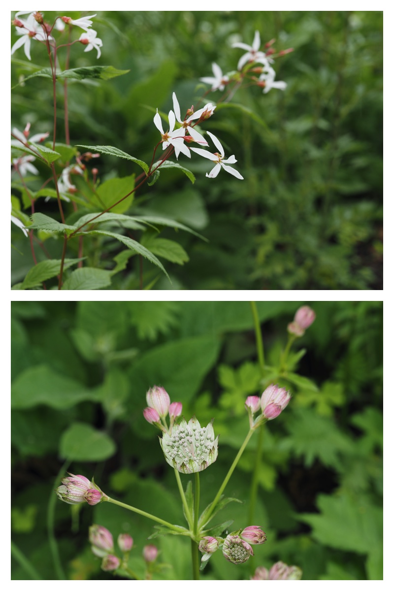 Tokachi-hills_230624_6