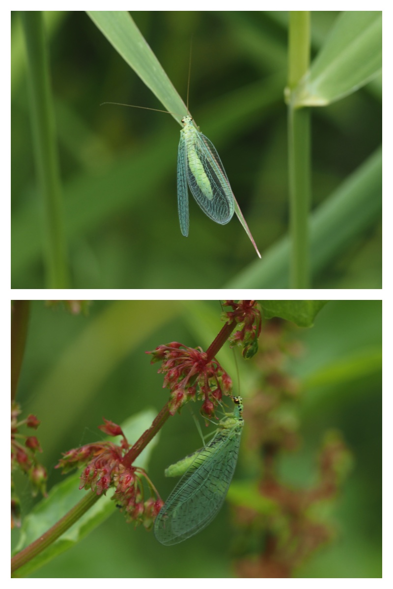 field_walk_230627_2