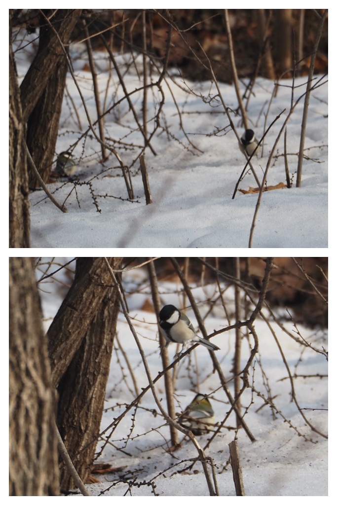 Birds_230301_6