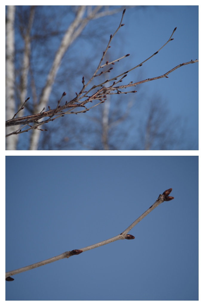 Winter_buds_230301_1