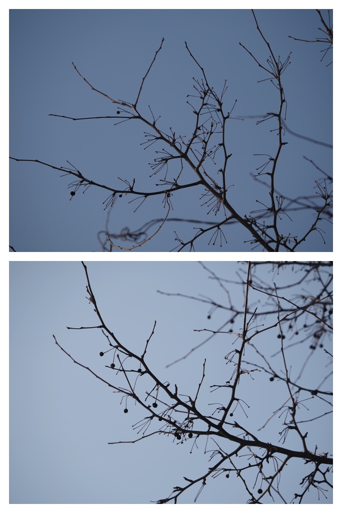 Winter_buds_230301_13