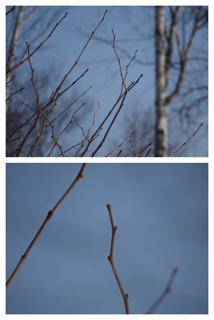 Winter_buds_230301_2