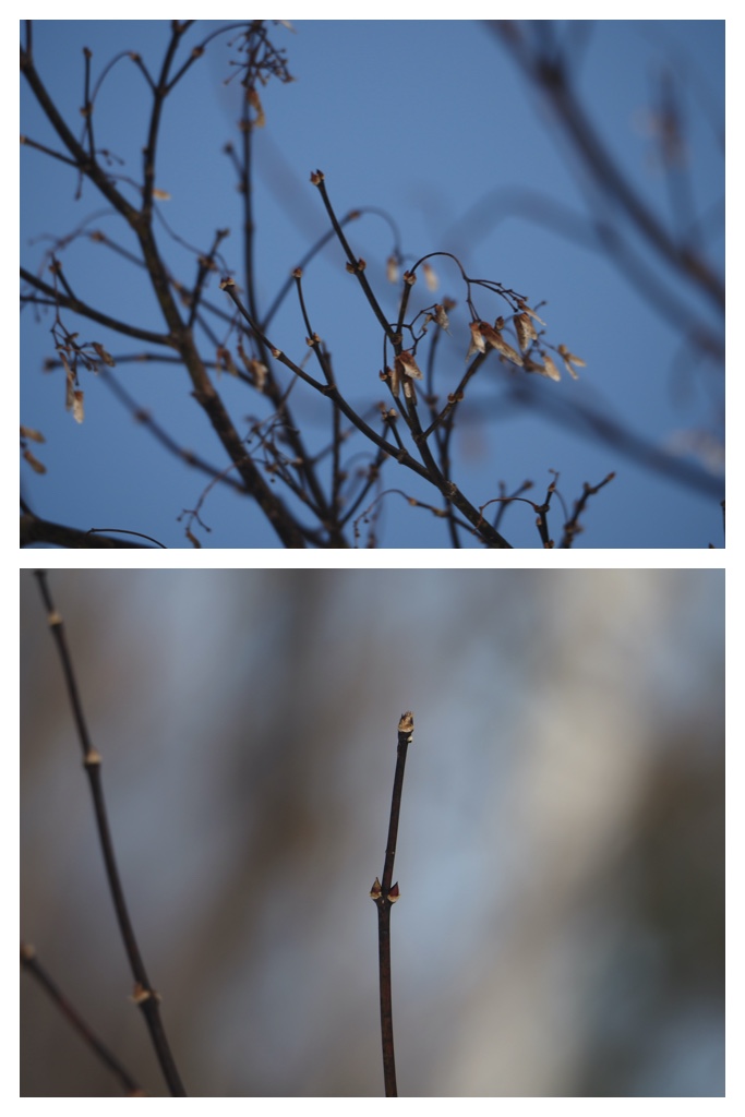 Winter_buds_230301_3