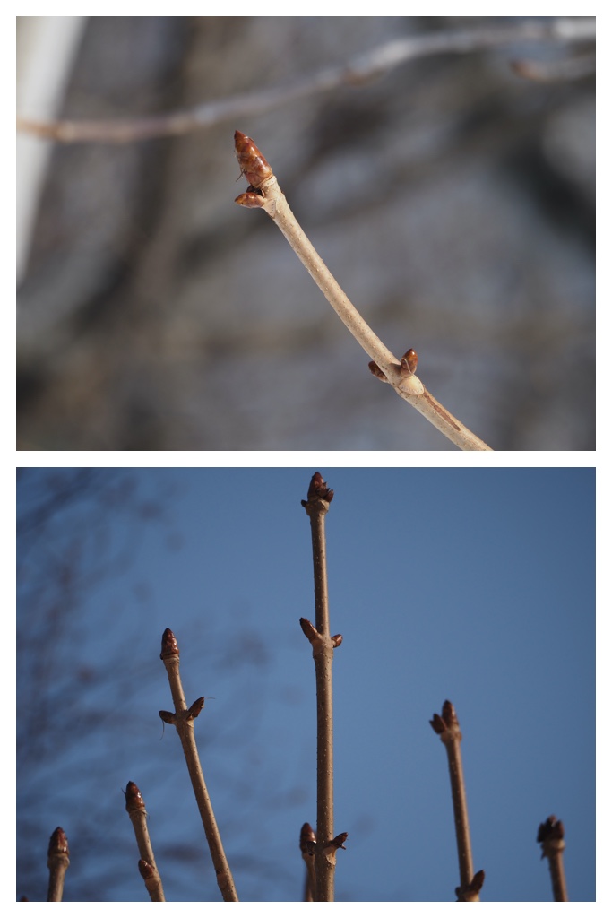 Winter_buds_230301_5