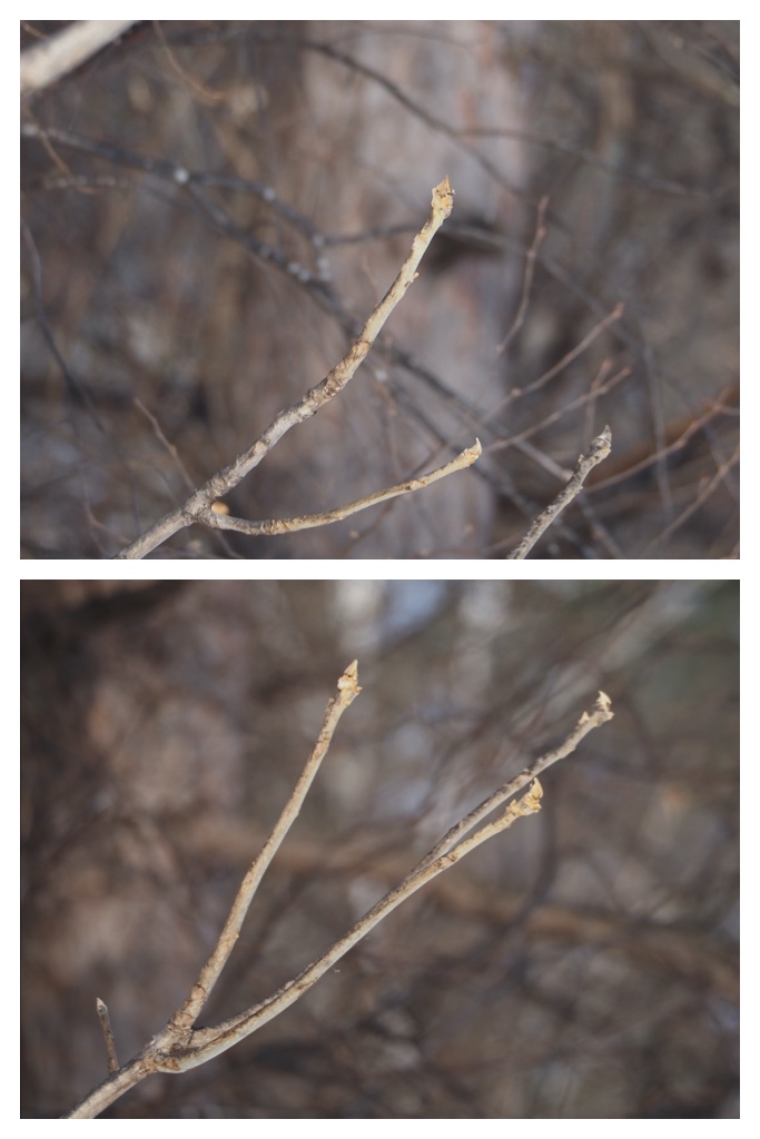 Winter_buds_230301_8