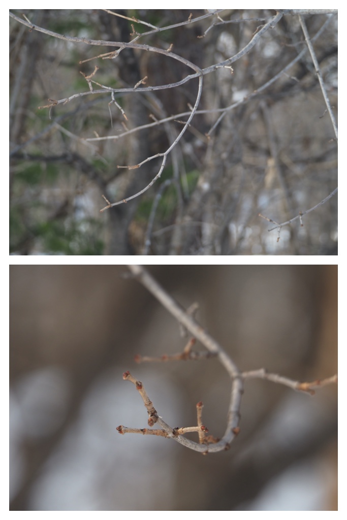 Winter_buds_230301_9