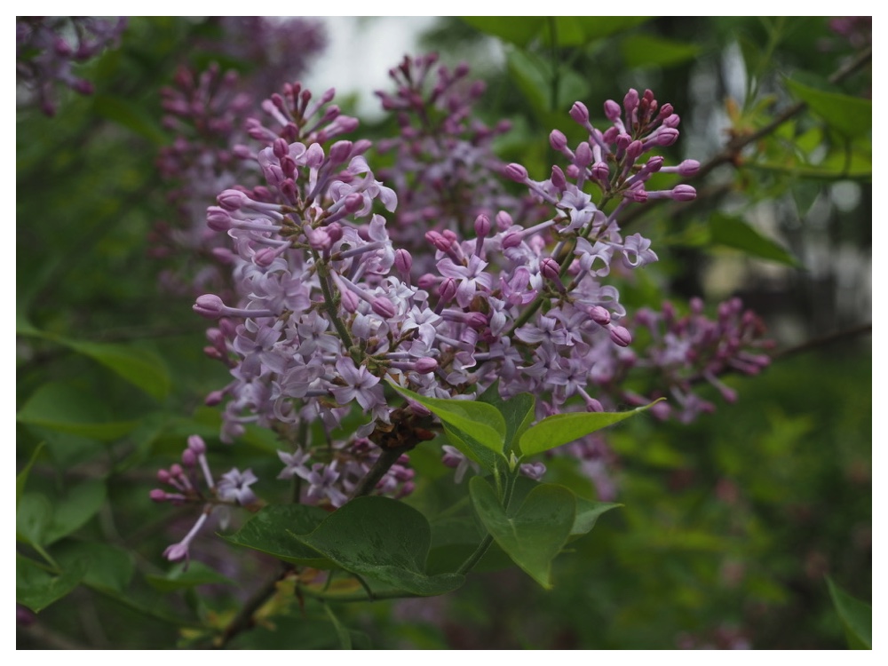 Flw_240513_Lilac