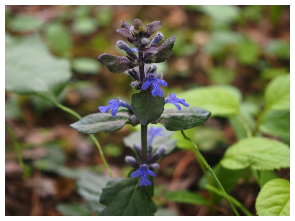 Flw_240527_Ajuga