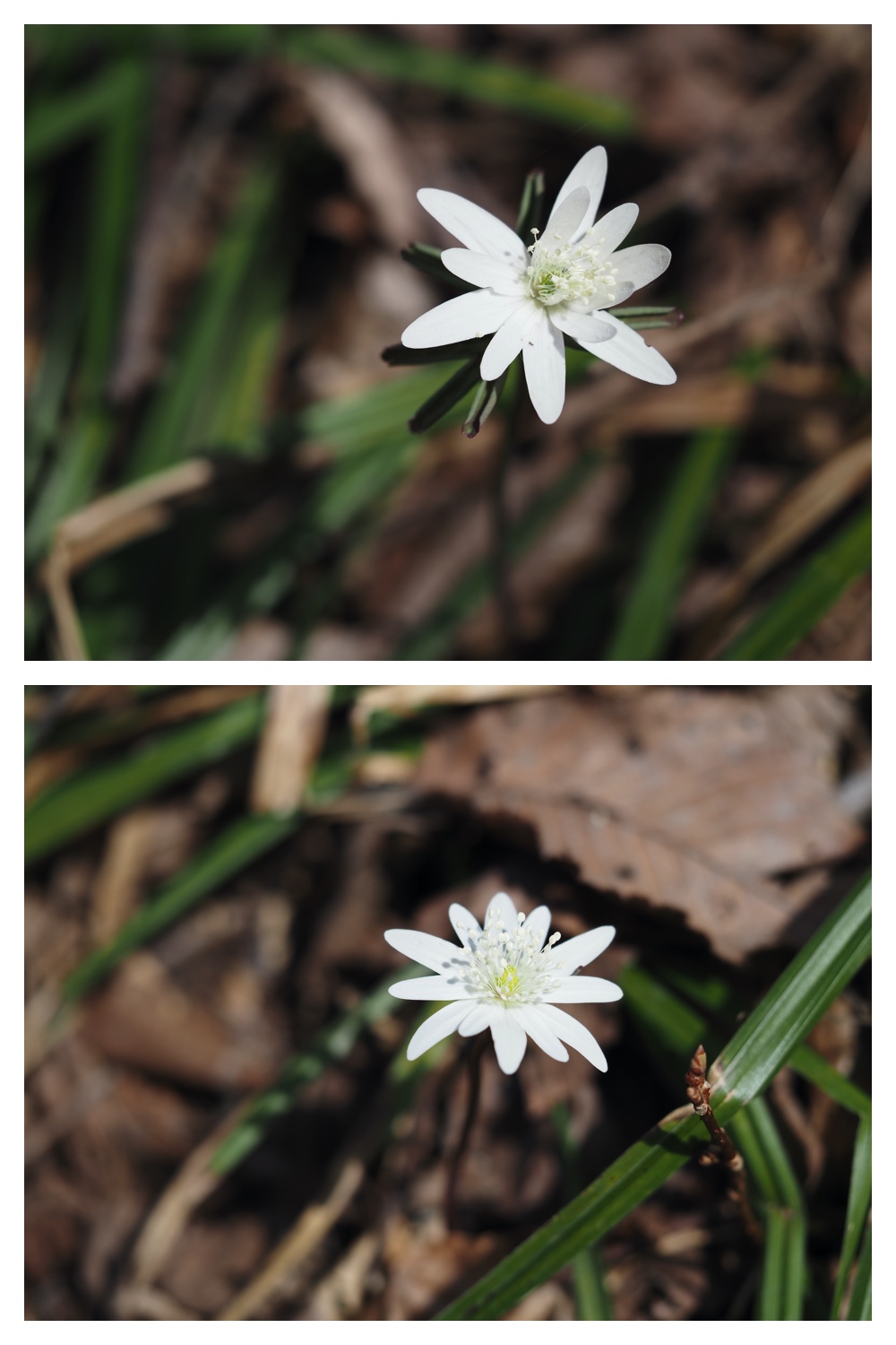 240414_Flower_1