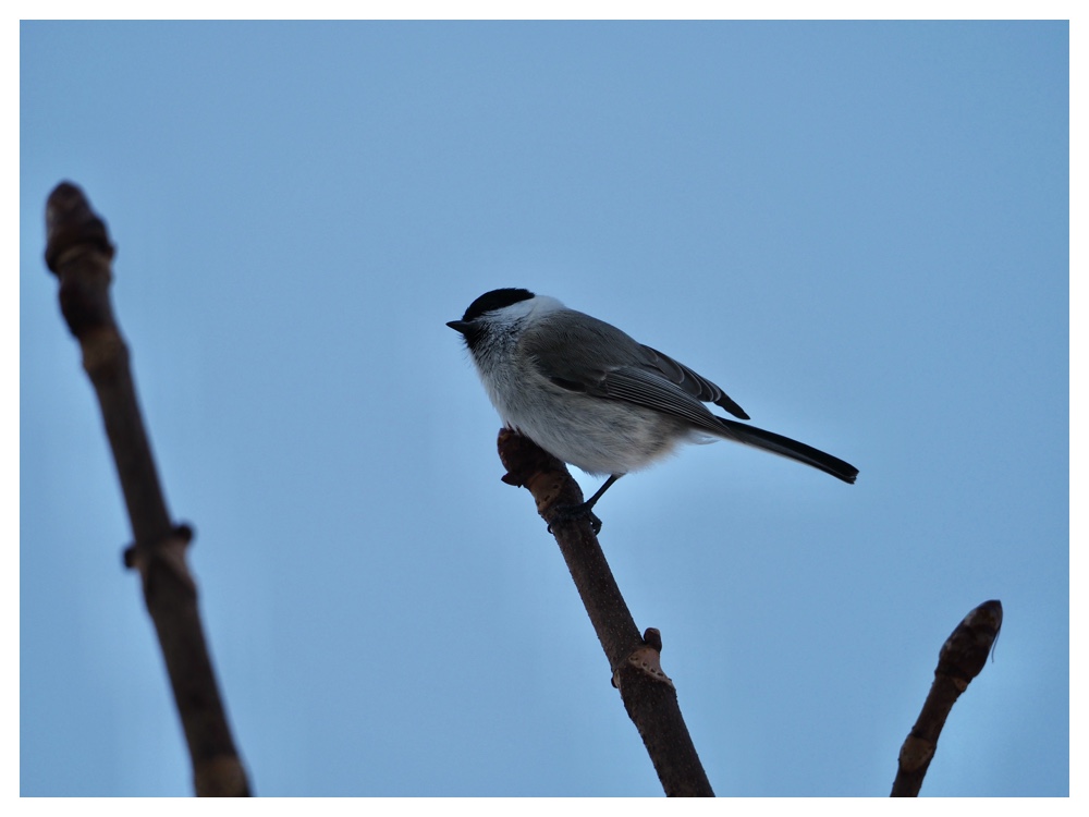 Birds_240103_Hashibutogara