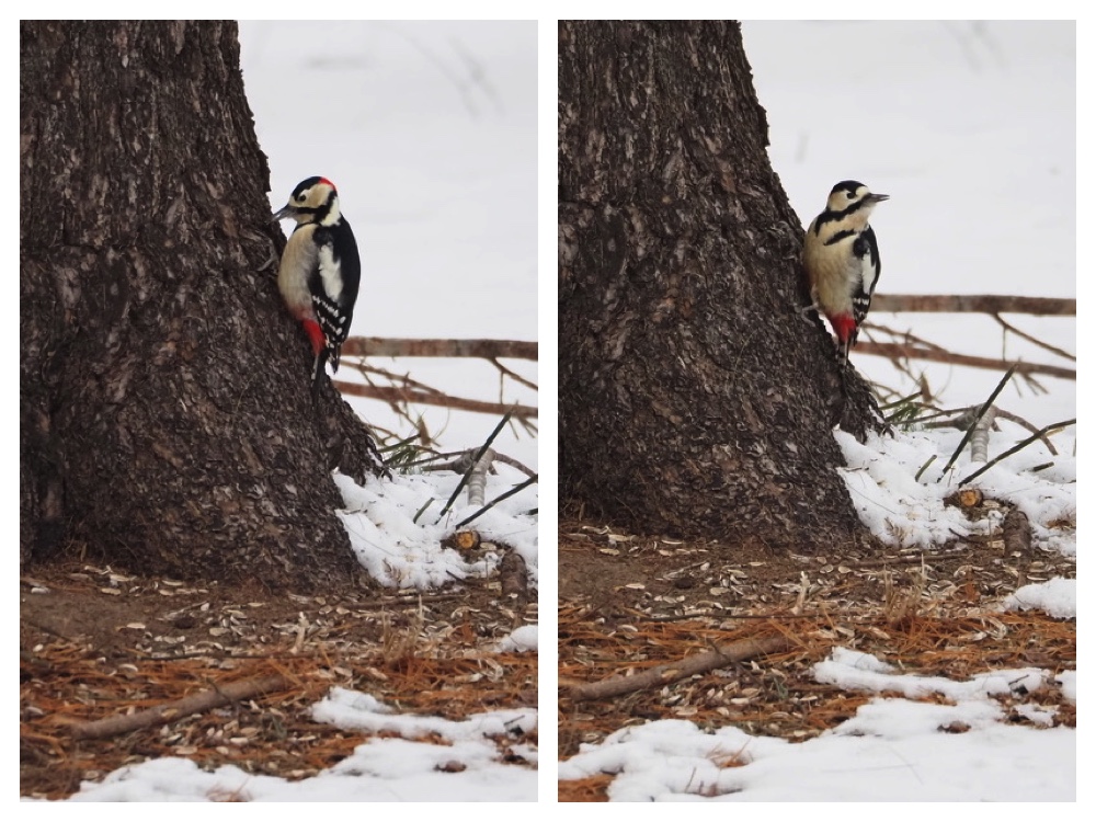 Birds_240109_Akagera