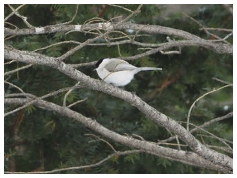 Birds_240109_Hashibutogara