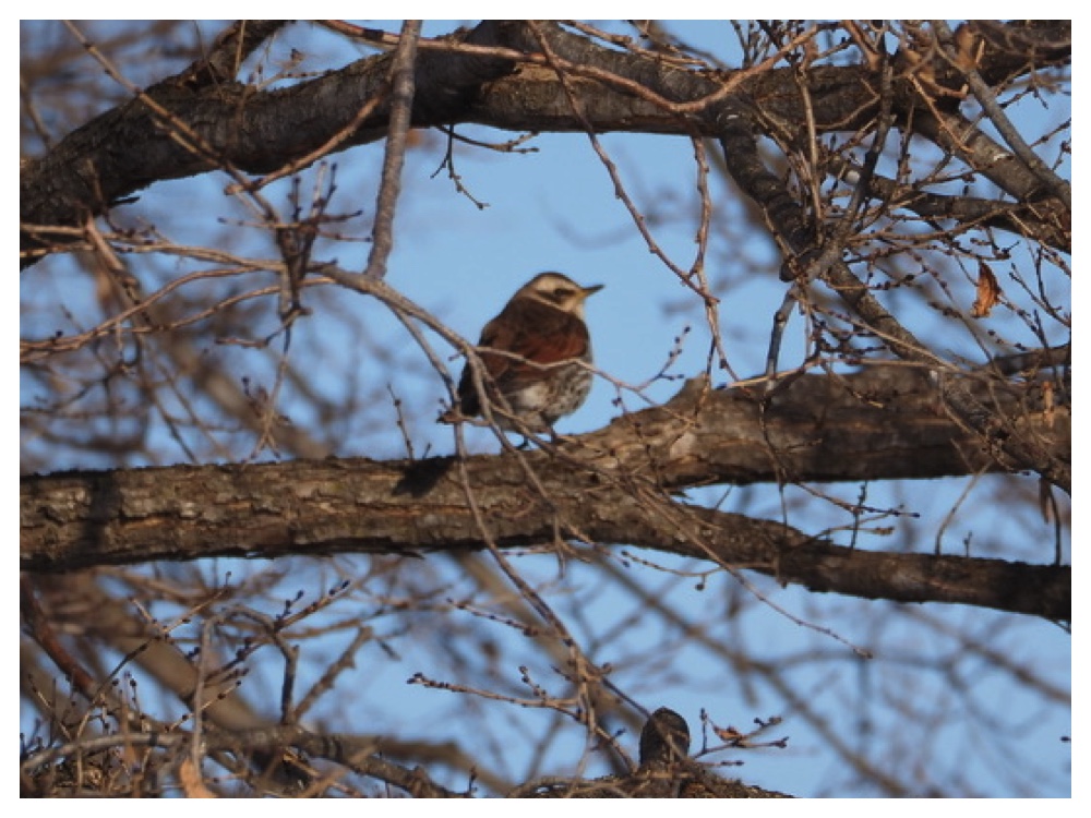 Birds_2401240120_Tsugumi