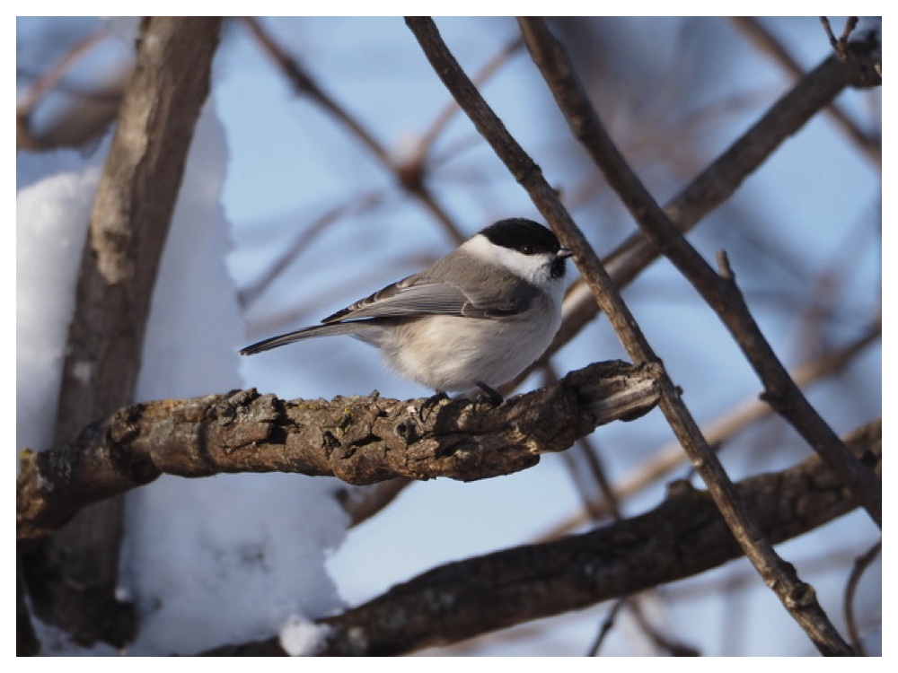 Birds_2401240124_Hashibutogara