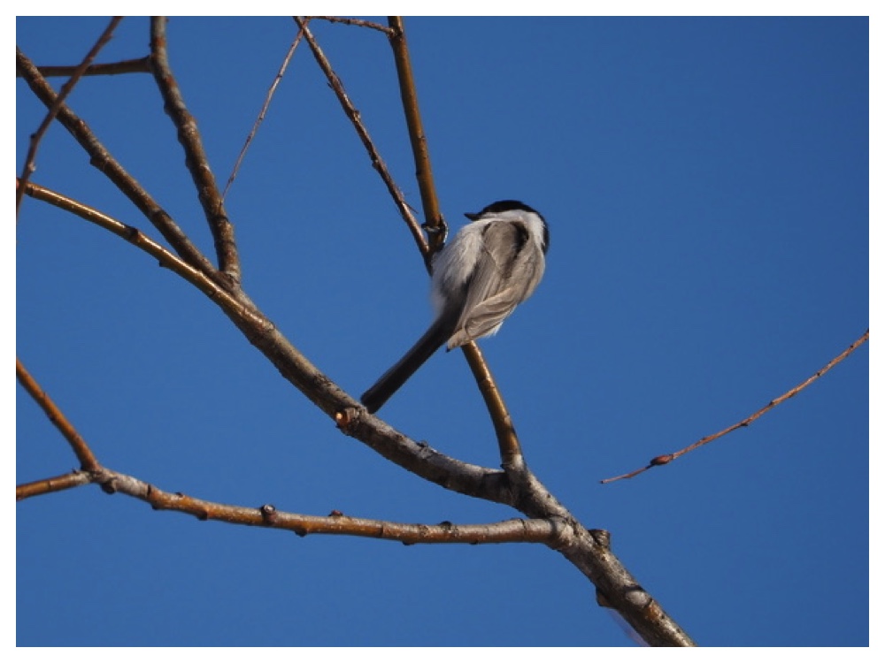 Birds_2401240130_Hashibutogara