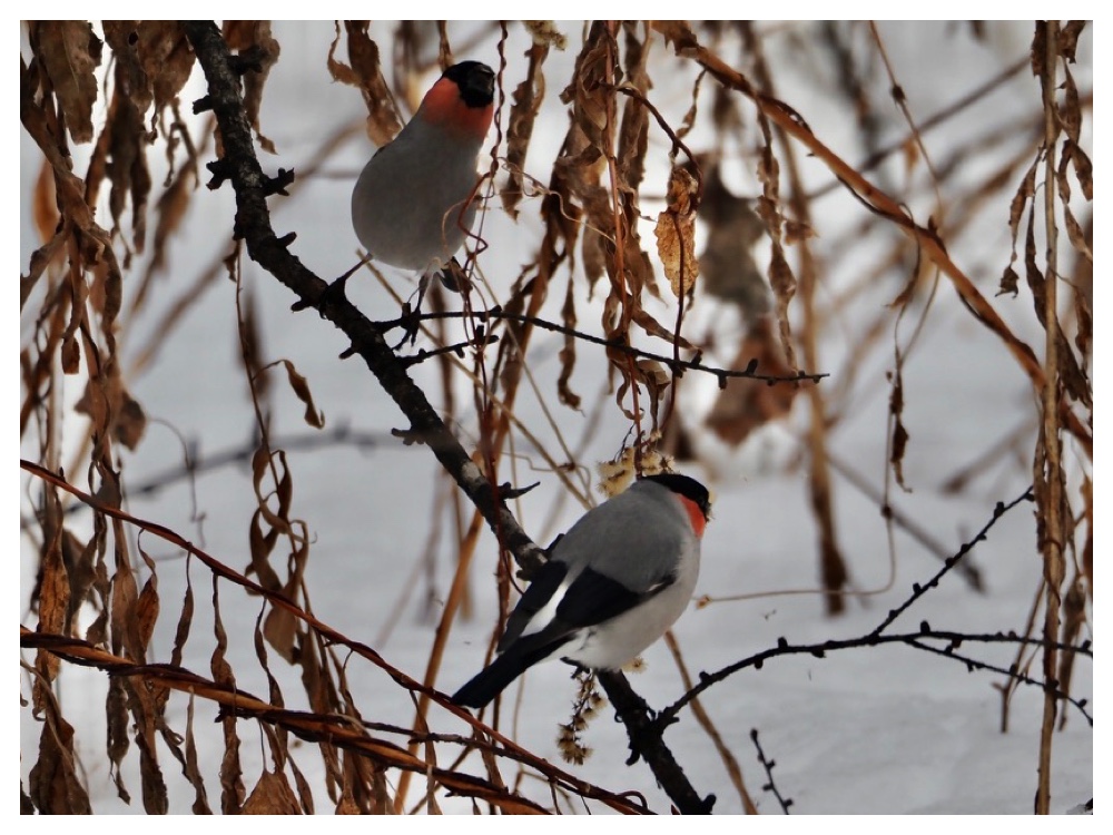 Birds_240219_Uso-4