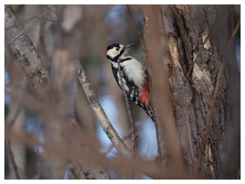 Birds_240221_Akagera