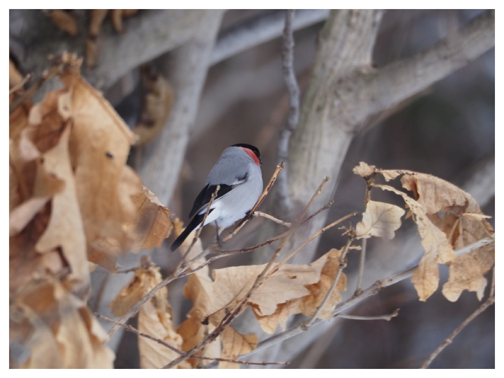 Birds_240309_Uso-1