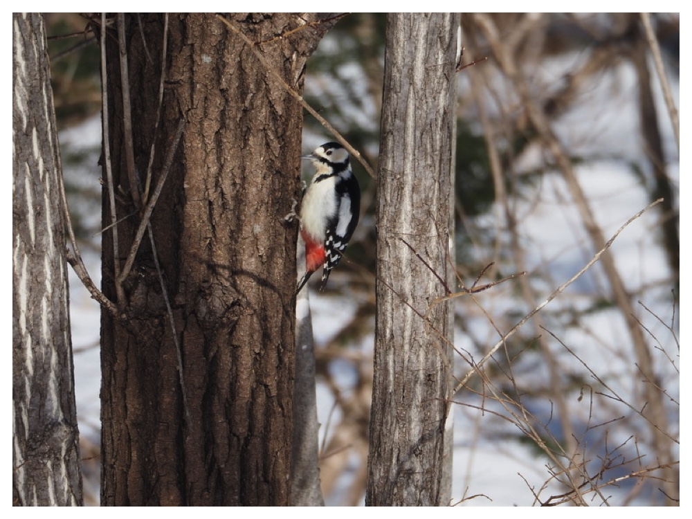 Birds_240310_Akagera-2