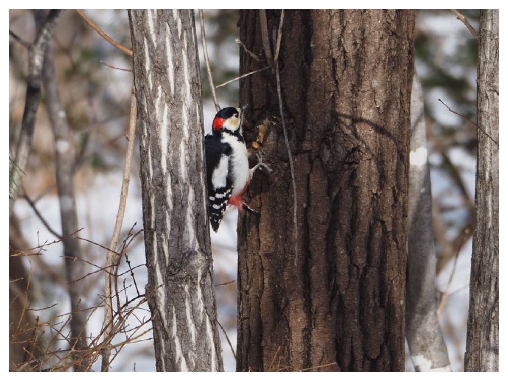 Birds_240310_Akagera