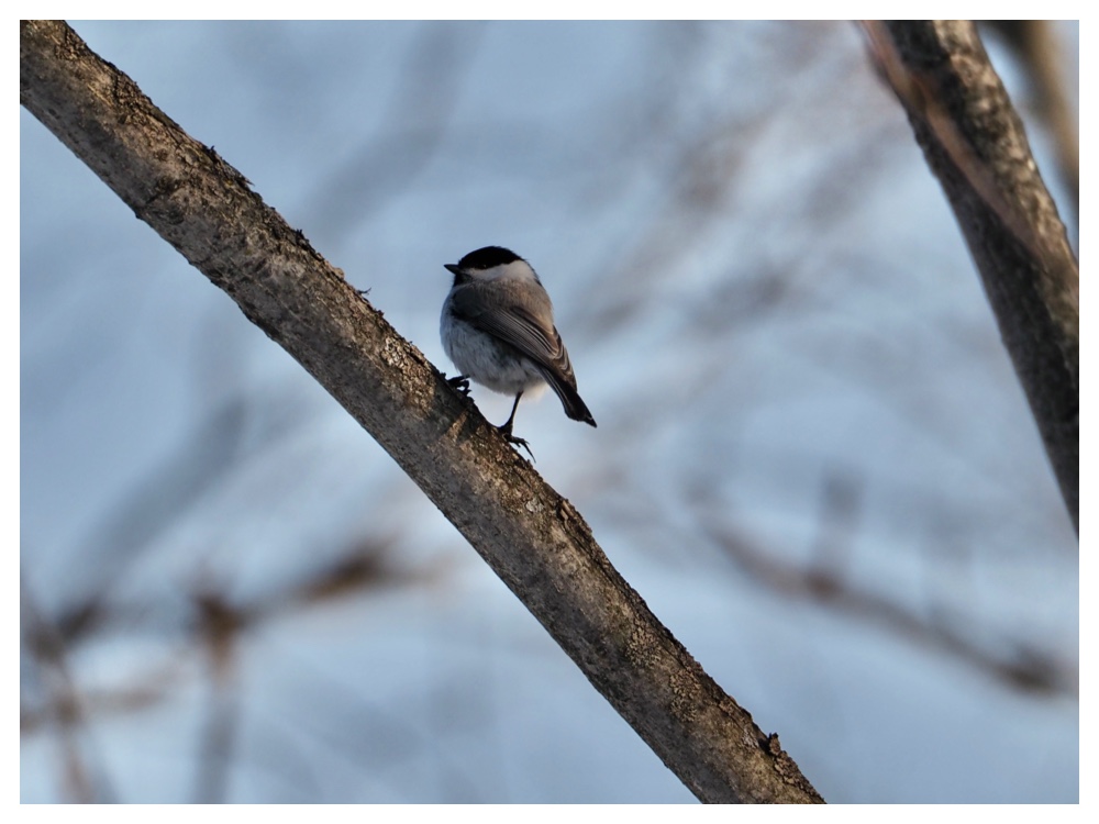 Birds_240311_Hashibutogara