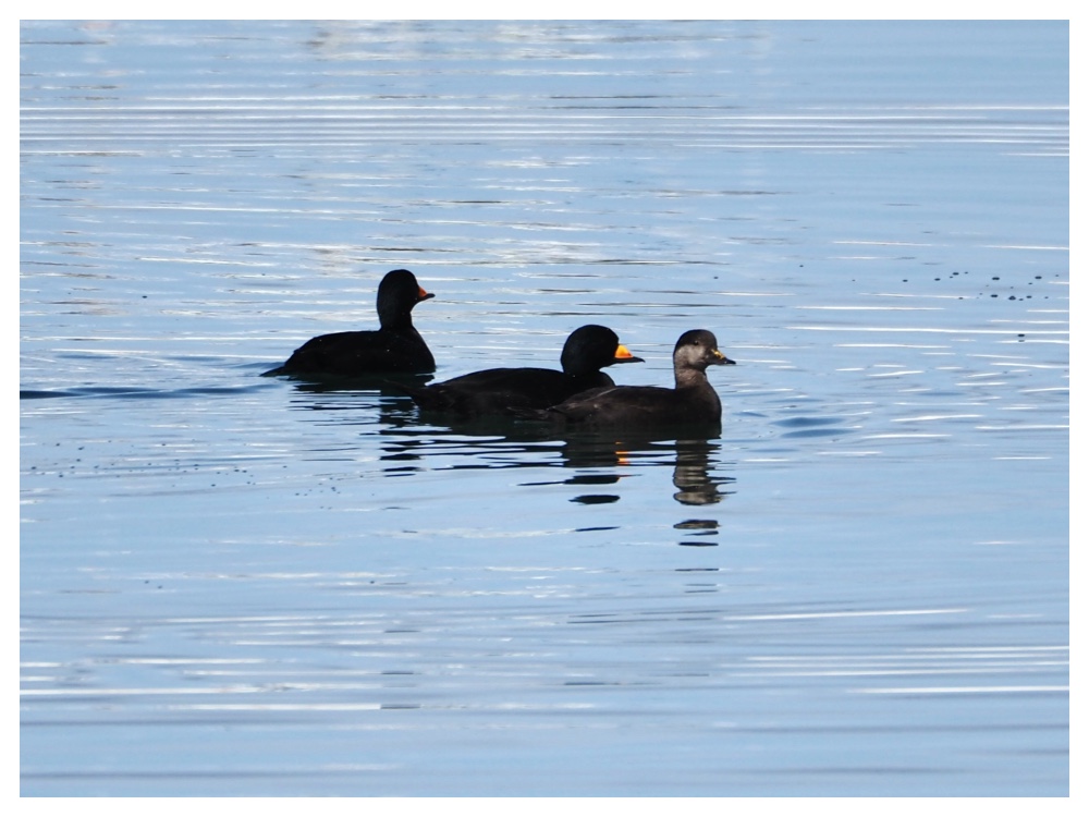 Birds_240323_Hiroo-1