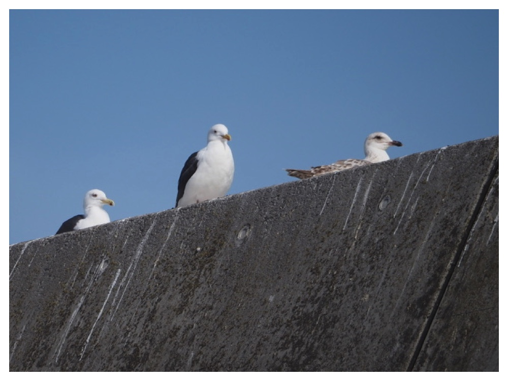 Birds_240323_Hiroo-3