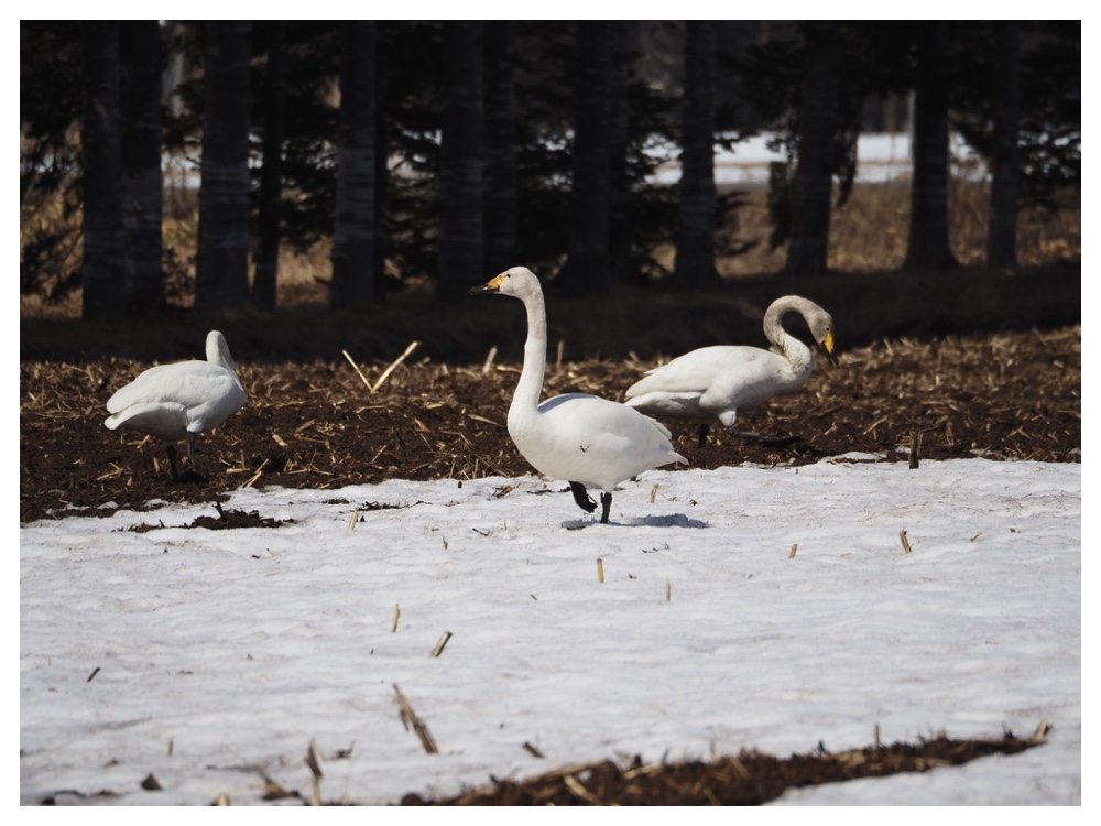 Birds_240330_Hakuchou-1