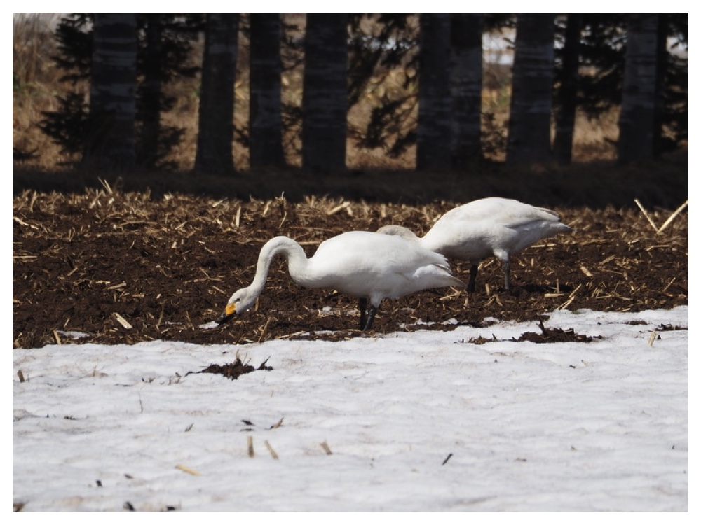 Birds_240330_Hakuchou-2