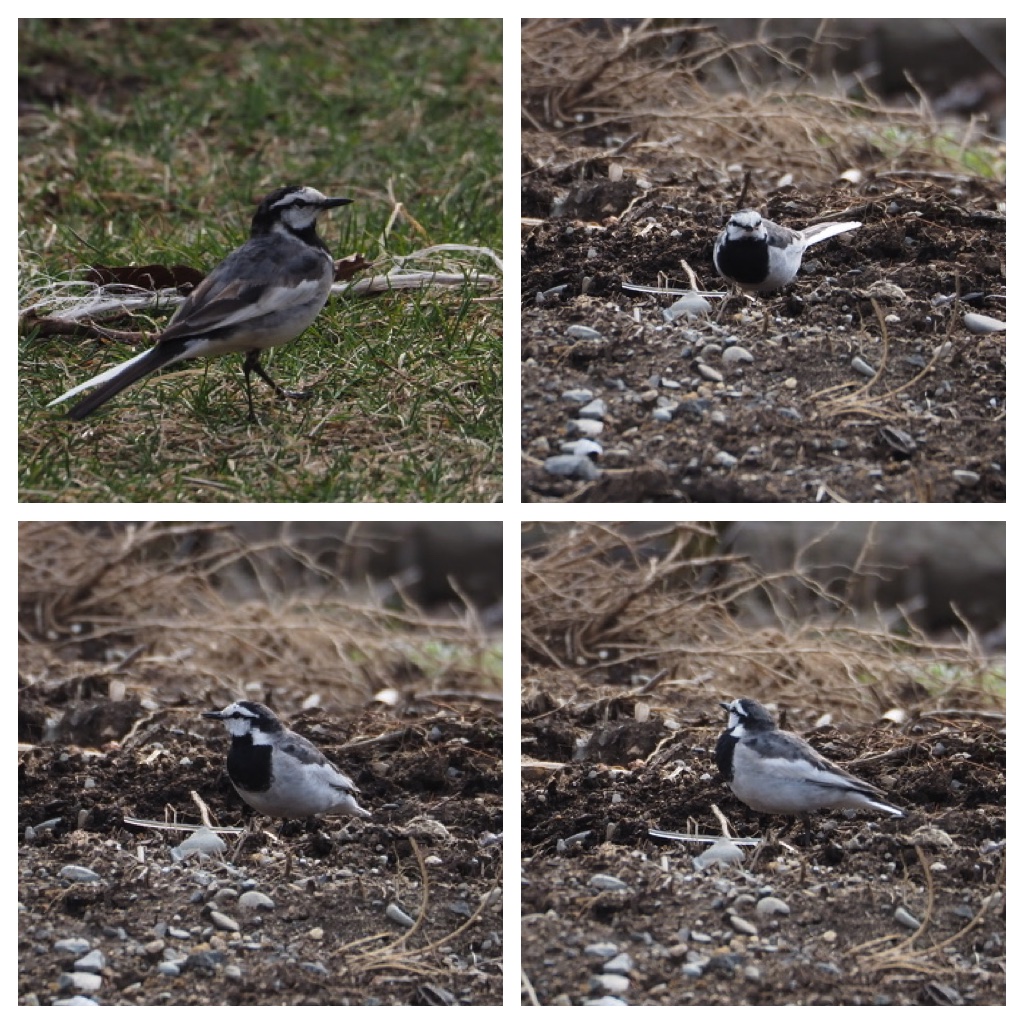 Birds_240412_Hakusekirei