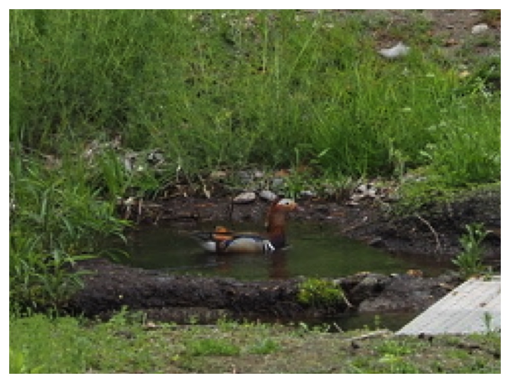 Birds_240513_Oshidori-1