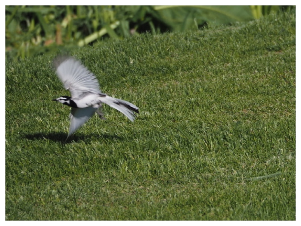 Birds_240518_Hakusekirei-3