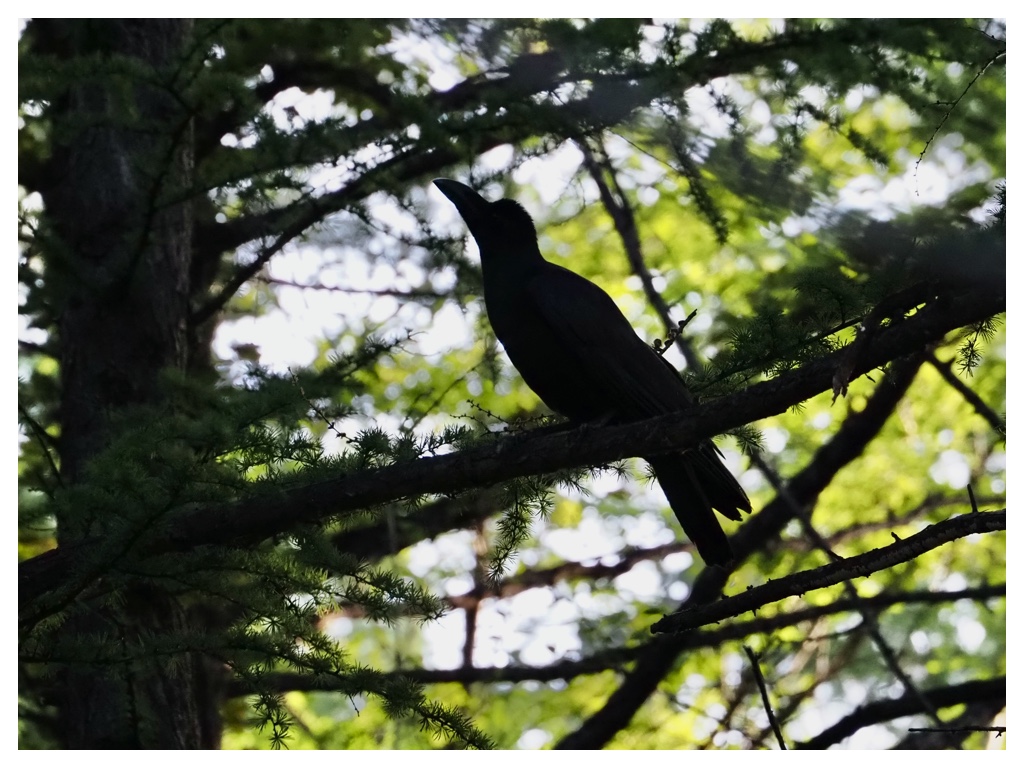 Birds_240519_Bashibosogarasu