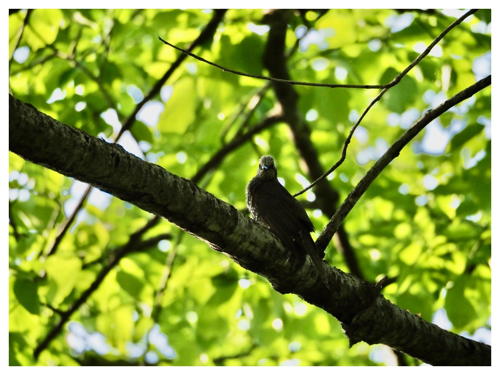 Birds_240519_Hiyodori-1