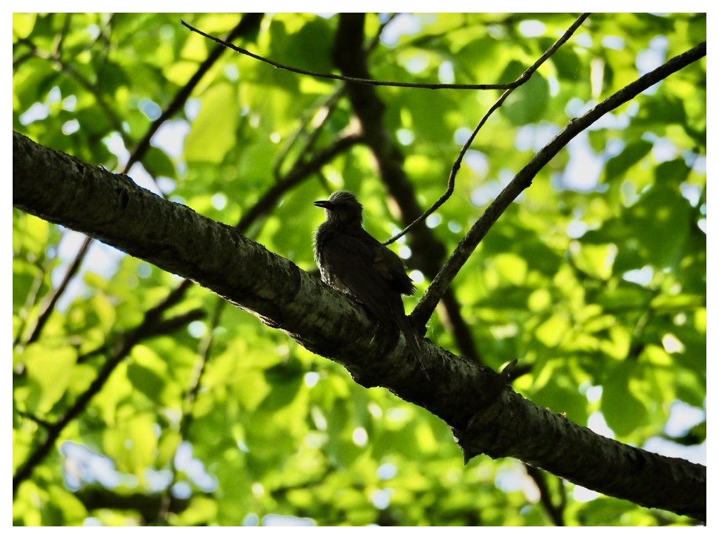 Birds_240519_Hiyodori-2