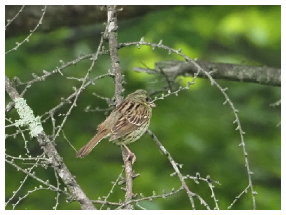 Birds_240609_Aoji