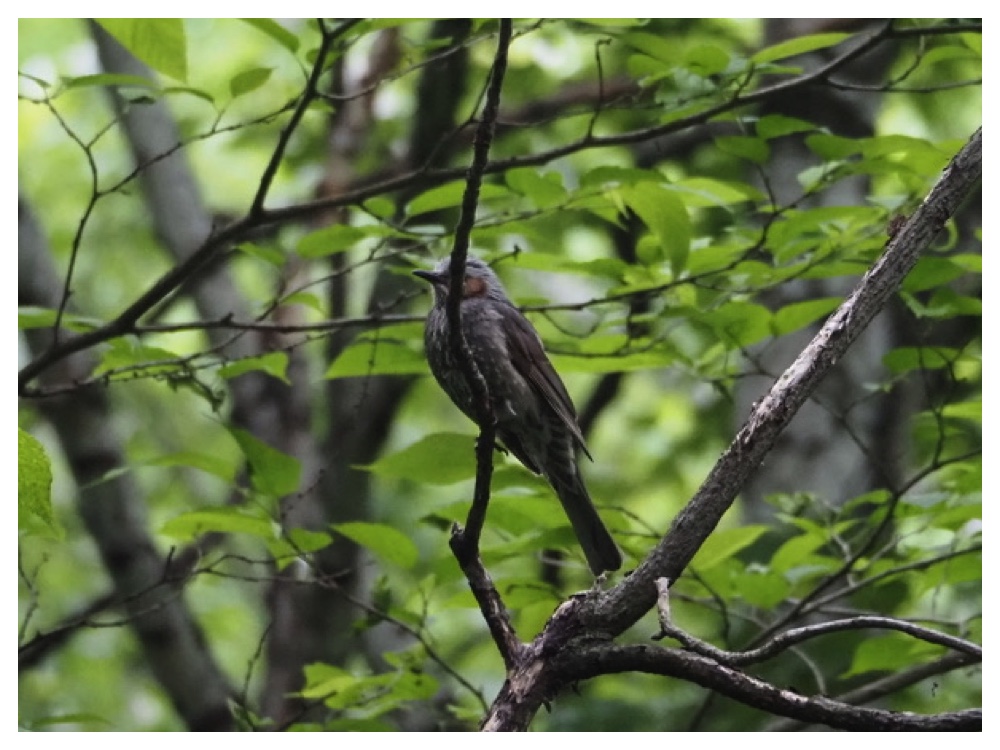 Birds_240609_Hiyodori