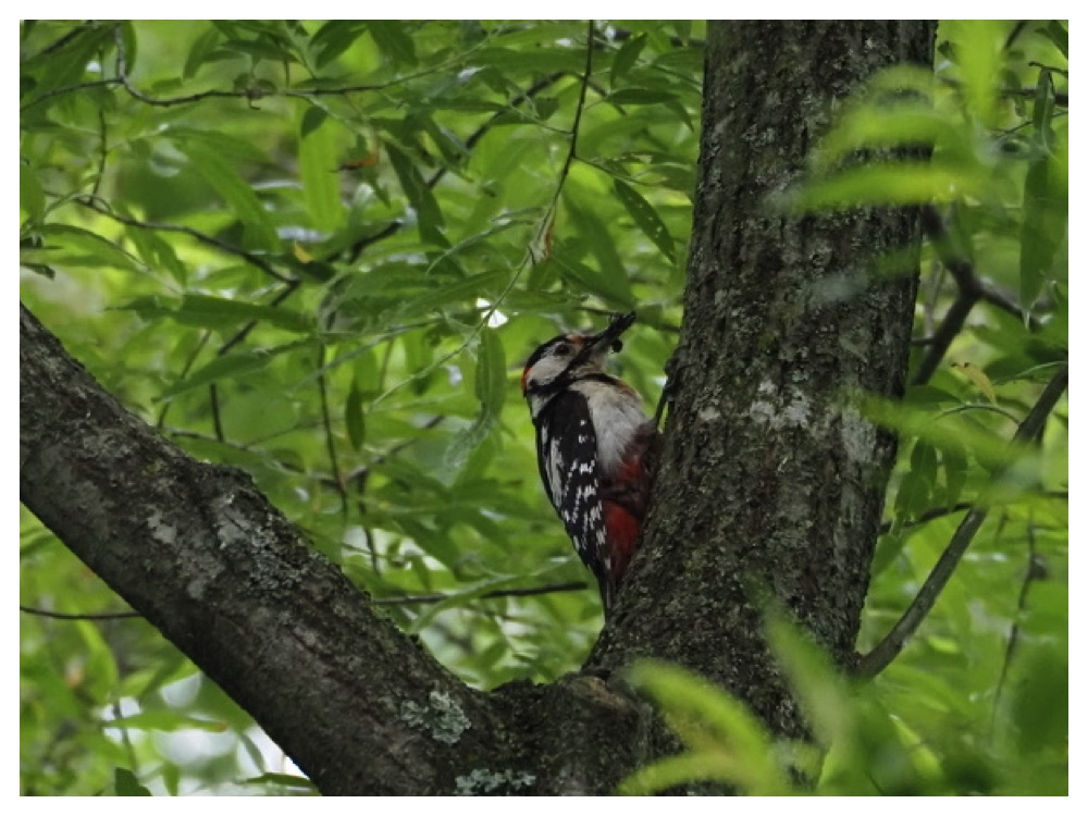 Birds_240623_Akagera