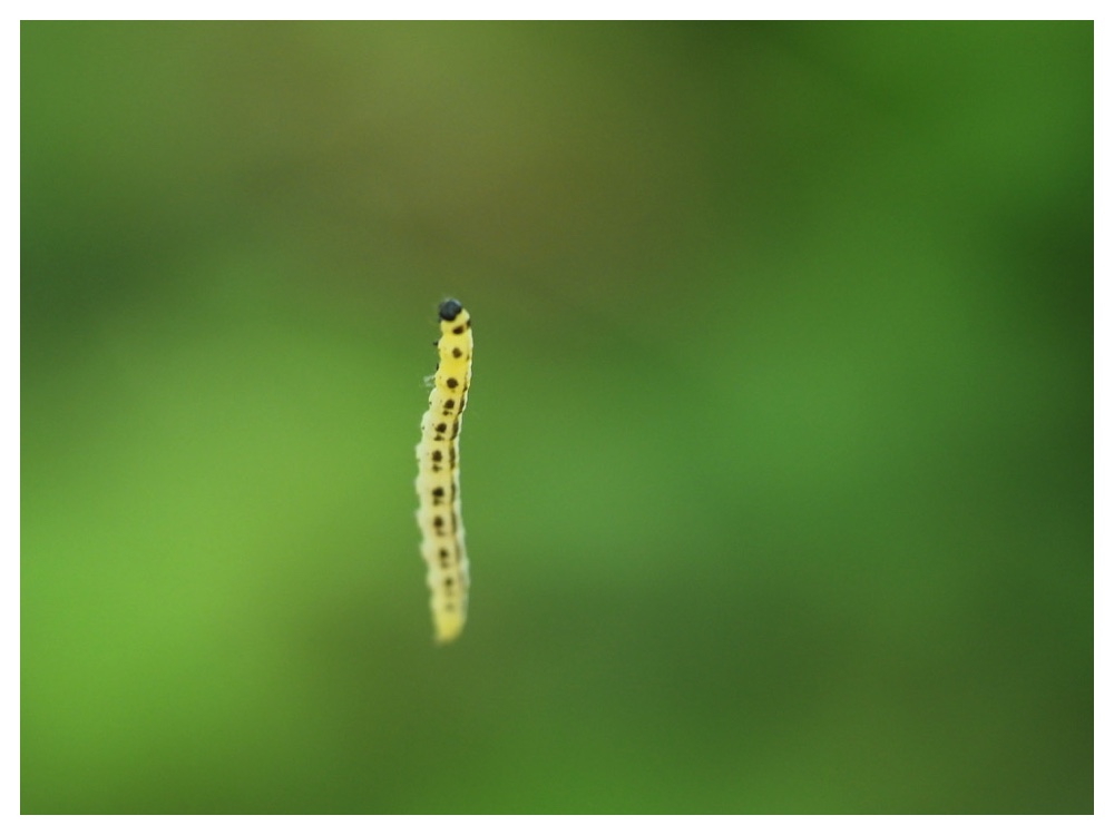 Insect_240606_2