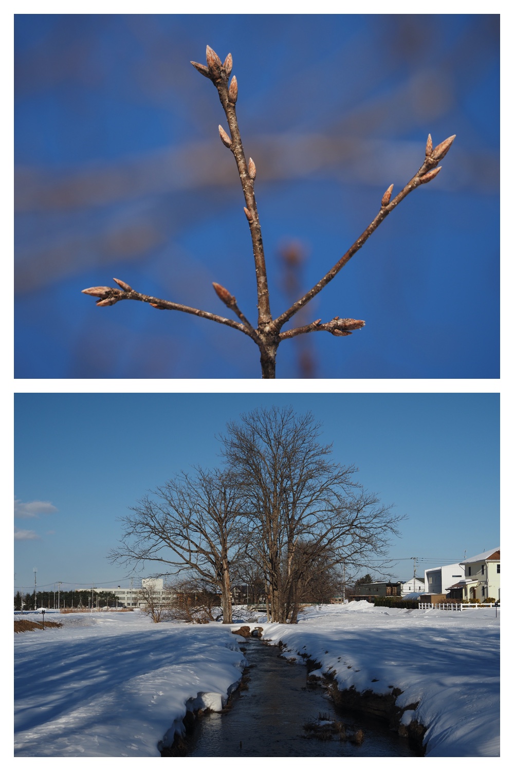 240130_Winterbuds_4