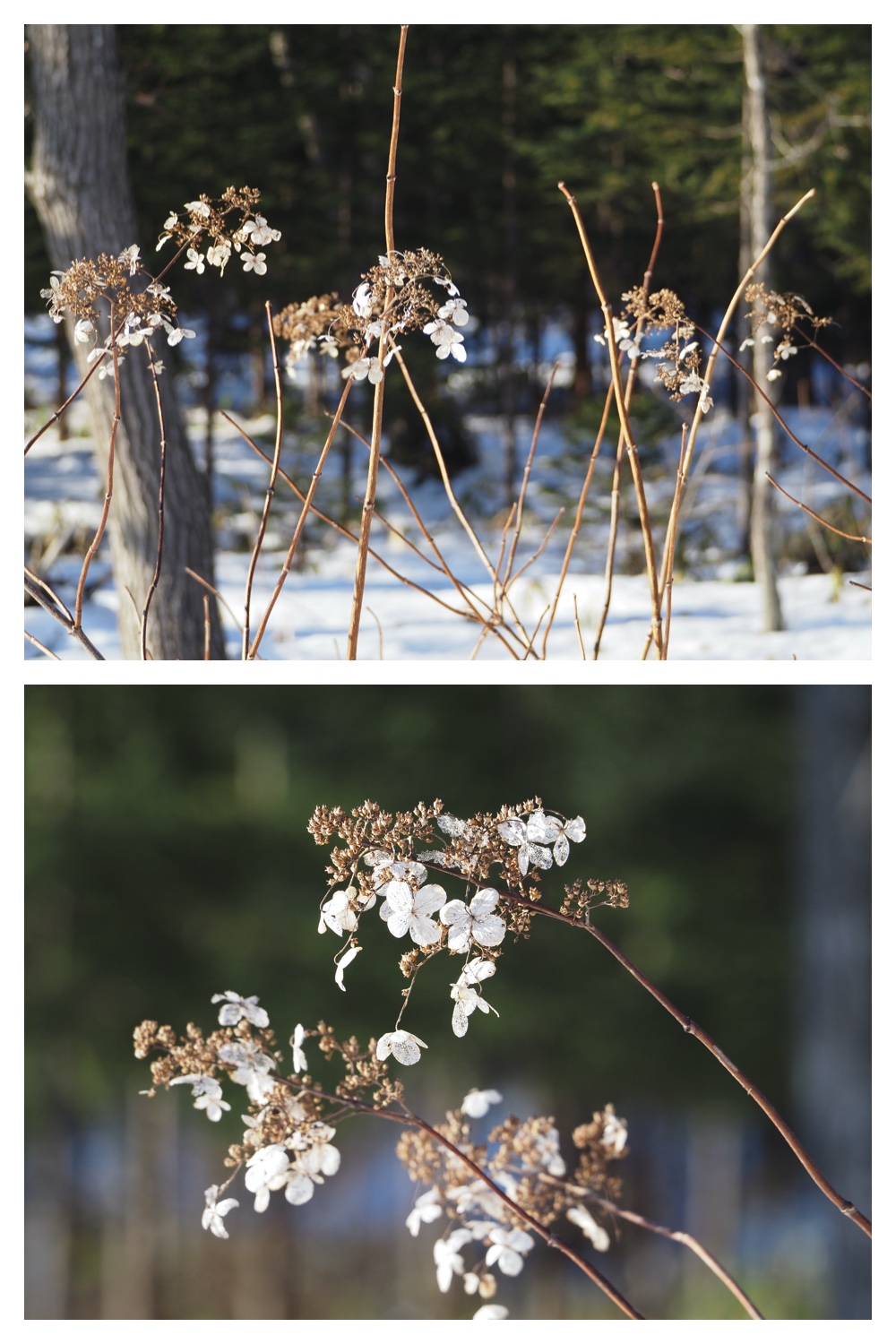 240130_Winterbuds_7