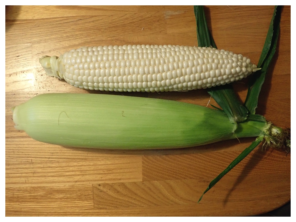 240813_Sweetcorn