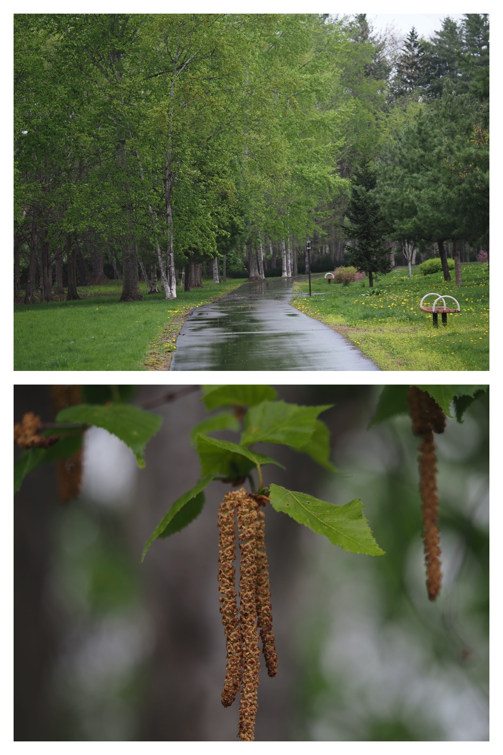 240507_Rainy-walk_12