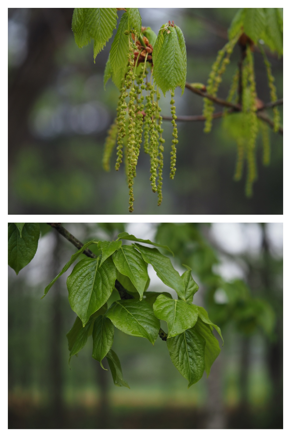 240507_Rainy-walk_26